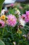 Needle bright pink dahlia blooms. Beautiful autumn flowers.