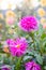 Needle bright pink dahlia blooms. Beautiful autumn flowers.