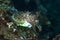 Needle Cuttlefish Sepia aculeata