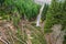 Needle forest with a tree blocked road from above