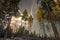 A needle forest in winter in the idyllic evening light