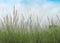 Needle grass flowers  blooming in green grass field and light wind on blue sky with soft white clouds background