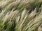 Needle Grass, Nassella tenuissima