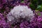 Needle Quartz With Amethyst Specimen surrounded by purple lilac flower.