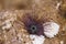 Needle-Spined Urchin on Coral Reef