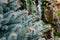 Needle twigs of a blue rare spruce close-up with interesting sunlight outdoors, for background and decoration