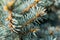 Needle twigs of a blue rare spruce close-up with interesting sunlight outdoors, for background and decoration