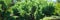 Needled evergreen bushes grow in garden closeup