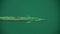 Needlefish under the sea surface