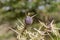 Needles of african umbrella thorn acacia Acacia tortilis