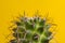 Needles of a cactus. The head of a cactus