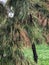 Needles and pinecone on weeping pine tree