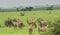 Neelgai Bluebull Herd in the Grassland