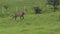 Neelgai Bluebull Isolated Male  in the Grassland