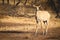 Neelgai female in Gir Gujarat