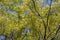 Neem Azadirachta indica Tree Green Leaves from the Shade