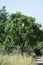 Neem Azadirachta indica Tree growing in the Forest