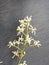 Neem flowers displayed Very nice in black background .