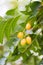 Neem fruit on tree with leaf on nature background. A leaves of neem tree and fruits growing natural medicinal. Azadirachta