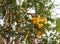 Neem fruit on tree with leaf on nature background. A leaves of neem tree and fruits growing natural medicinal. Azadirachta