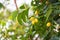 Neem fruit on tree with leaf on nature background. A leaves of neem tree and fruits growing natural medicinal. Azadirachta