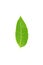 Neem green leaf on white background