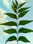 Neem green leaves on the backdrop of blue sky