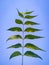 Neem green leaves on blue background