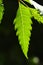 Neem leaf