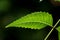 Neem leaf-Azadirachta indica