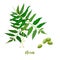 Neem leaf branch, flowers and pods. for natural cosmetics, health care products, aromatherapy, oils