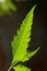 Neem leaf in dark background