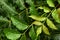 Neem leaves with water drop