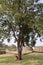 Neem or Margosa - Azadirachta indica, at Malik-E-Maidan Cannon Gardens, Bijapur Fort, Bijapur, Karnataka, India