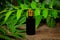 Neem oil in bottle on wooden background.