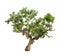 Neem plant (Azadirachta indica), tropical tree