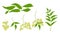 Neem plant leaf neem oil ayurvedic herb illustration nimtree medicinal tree