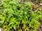 Neem Plants growing from soil in shades oh his big Neem tree