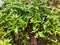 Neem Plants growing from soil in shades oh his big Neem tree