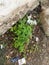 Neem Plants growing from soil in shades oh his big Neem tree