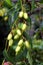 Neem seed on the tree