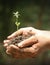 Neem seedling in hands of a farmer