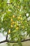 Neem seeds on the tree