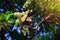 Neem stamens bloom on the tree during the spring time period.