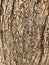 Neem tree artful bark