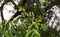 Neem Tree Azadirachta indica Indian lilac Neem flower Green Background Ayurvedic herb.