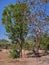 Neem Tree and Indian Ghost Tree Sterculia urens out side Vaijnath Shiva temple Kukadia Idar Sabarkantha Gujarat