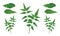 Neem tree leaves vector illustration Medicinal neem leafs