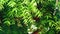 Neem tree with natural fruit,common known as neem,ayurveda tree,Azadirachta indica,herbal tree