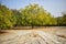 Neem Tree/neem plant Background landscape Stock Photograph Image
